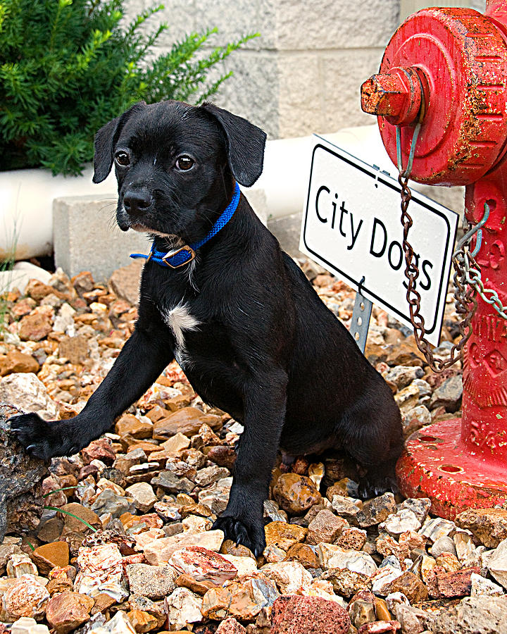 City Dogs Photograph by Mitch Spence