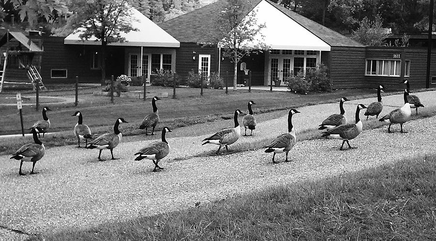 City Geese Photograph by Jessica Miller