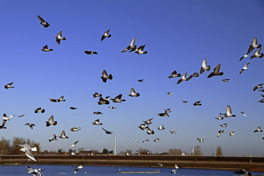 City Gulls Photograph by Tony Murtagh
