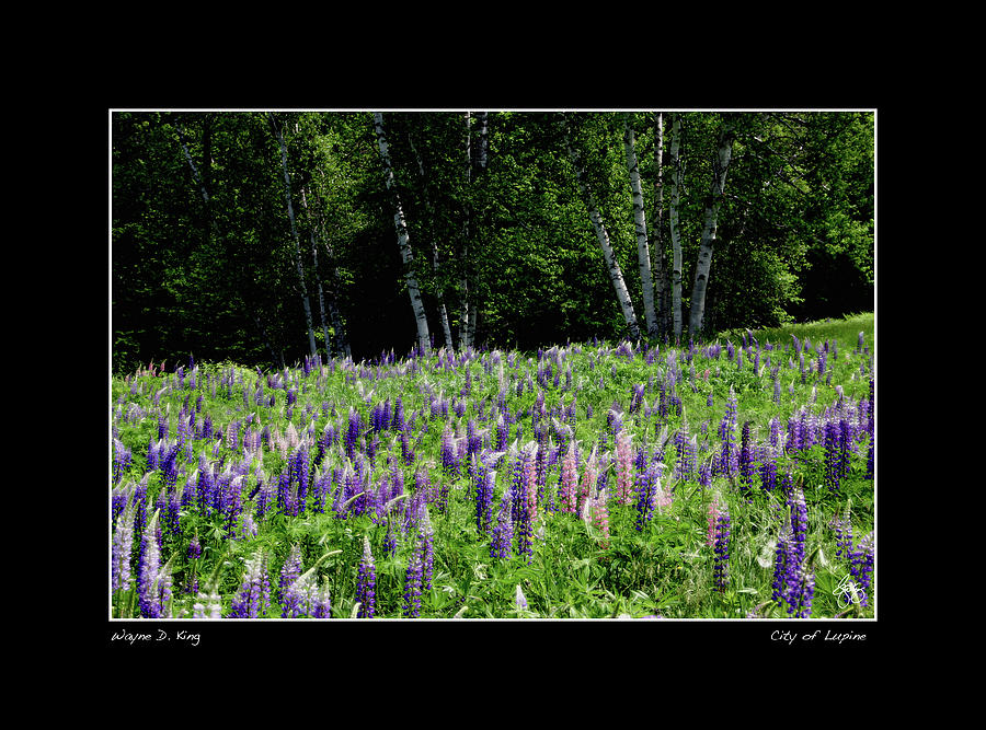 City of Lupine Poster Photograph by Wayne King