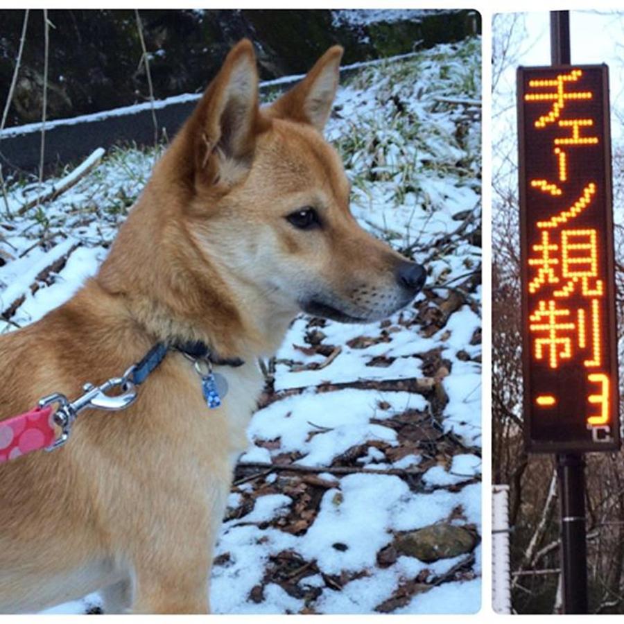 Shibainu Photograph - City Was 7℃, But On Top Of The by Timber Wolfy