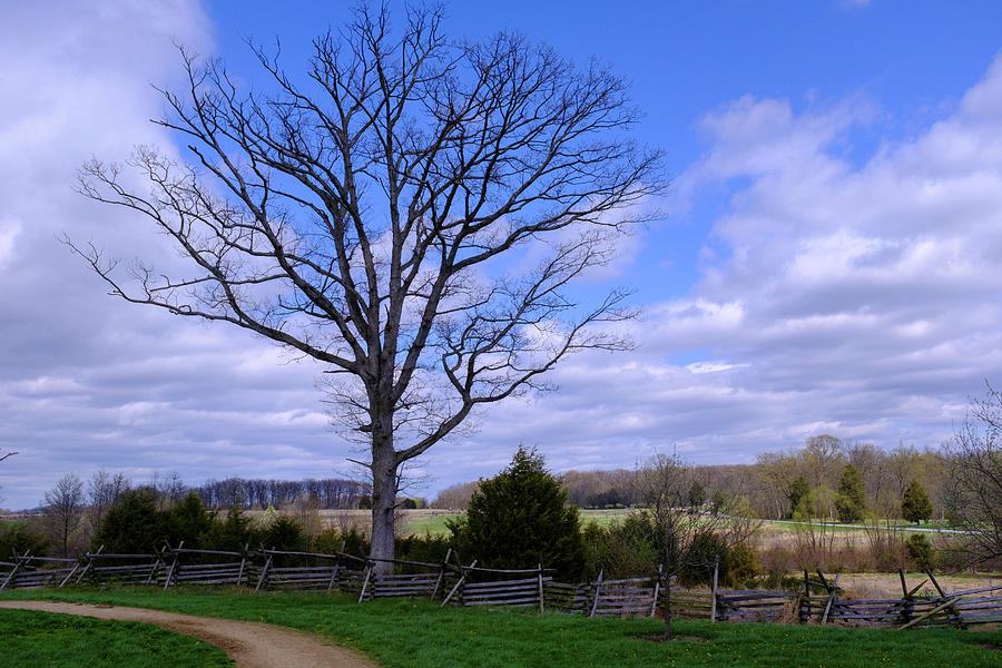 Civil War Fence And Tree With No Leaves Next In Gettysburg Penns by John McLenaghan Civil War Fence And Tree With No Leaves Next In Gettysburg Penns by John McLenaghan