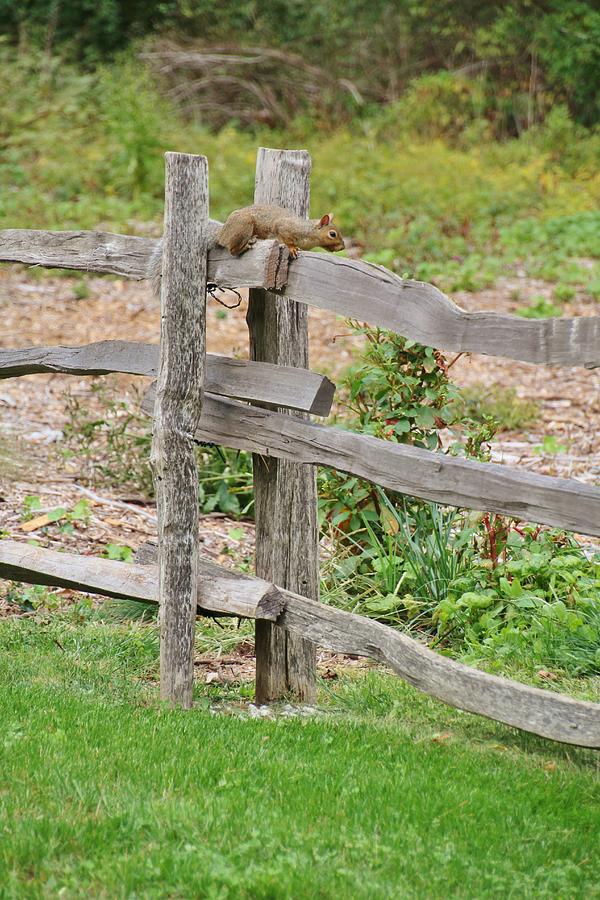 Claiming My Fence Photograph by Karen Silvestri - Fine Art America