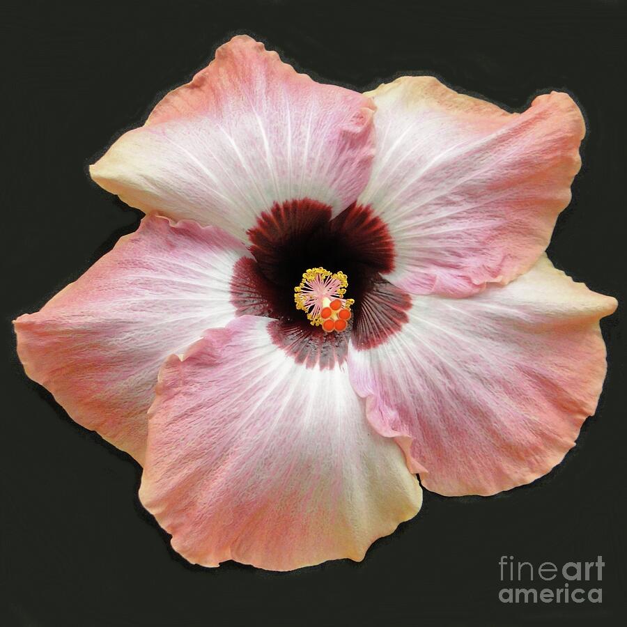 Flower Photograph - Claire de Lune Hibiscus by Barbie Corbett-Newmin