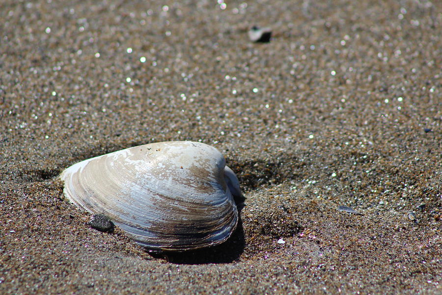 Shell Photograph - Clam as is by Modern Art