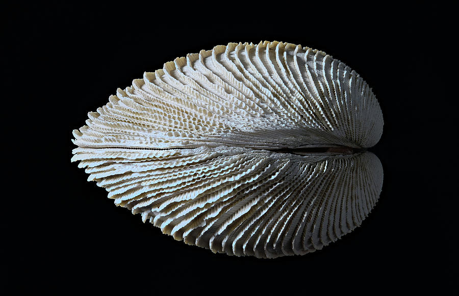 Fossilized Clam Photograph by Rogan Coles - Fine Art America