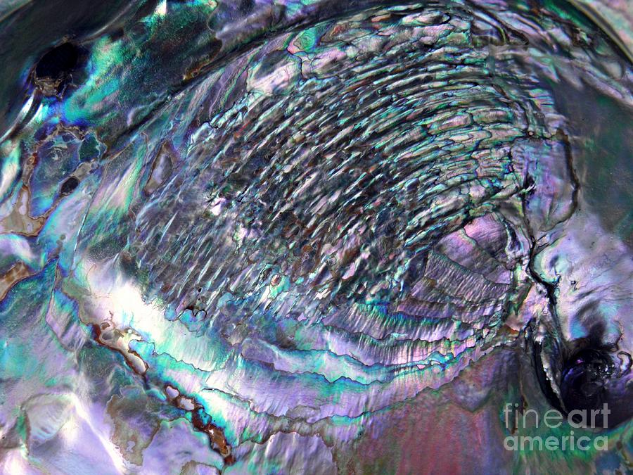 Abalone Shell Abstract 6    Photograph by Sarah Loft