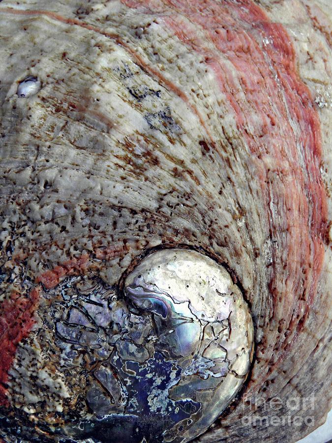 Animal Photograph - Abalone Shell Abstract 8  by Sarah Loft