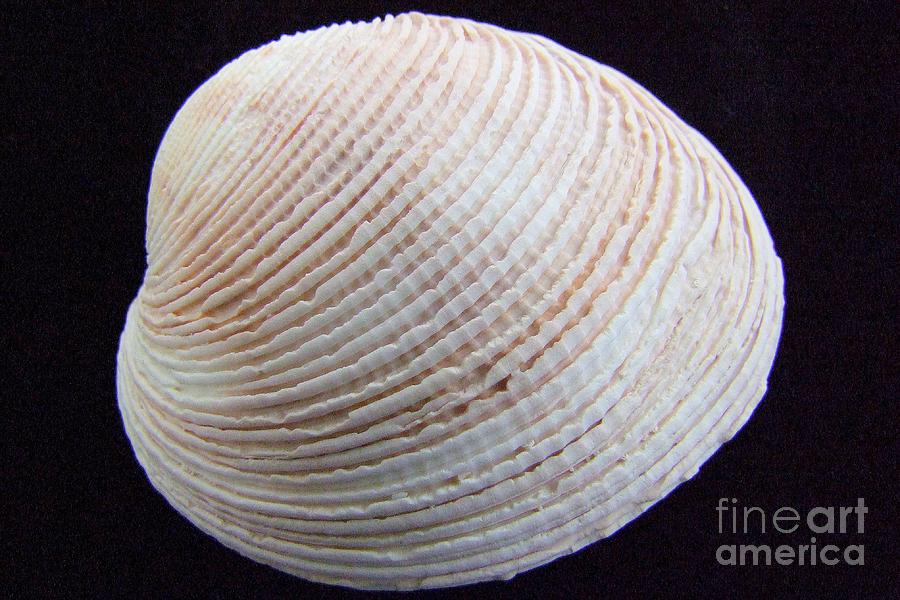 Clam Shell Photograph by Mary Deal