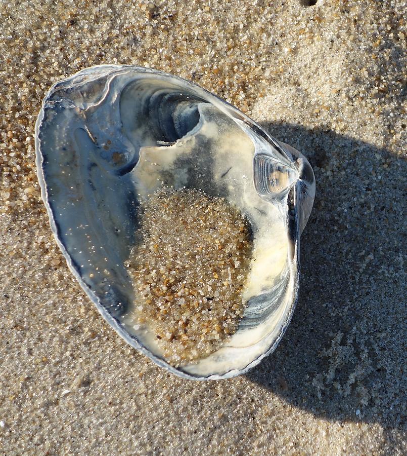 Clam Shell on Sea Girt Beach Photograph by Melinda Saminski