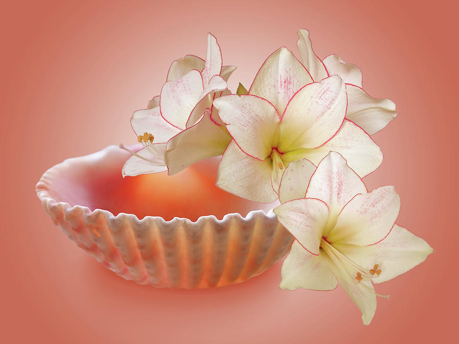 Clam Shell With Amaryllis Flowers Photograph by Gill Billington