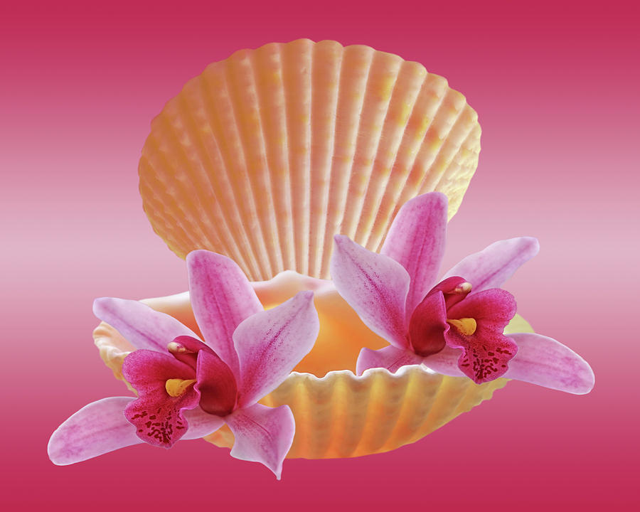 Clam Shell With Pink Orchids Photograph by Gill Billington