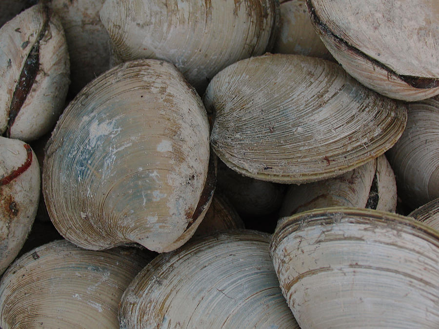 Clam Shells Photograph by Juergen Roth