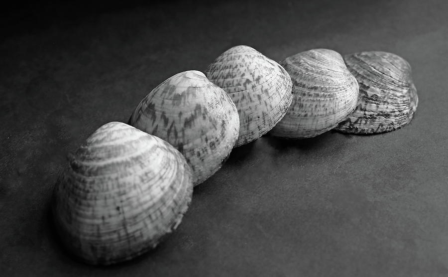 Clam Shells Monochrome Photograph
