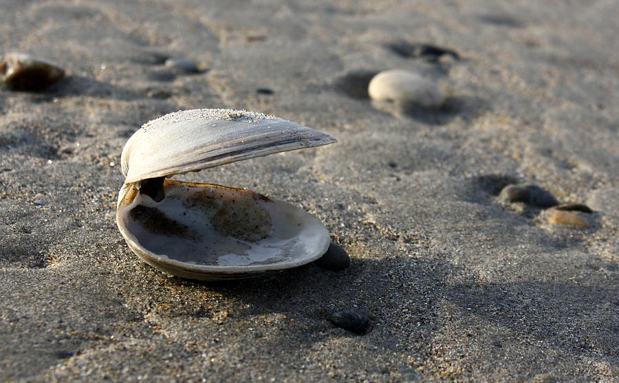 Clam Up Photograph by Annie Babineau