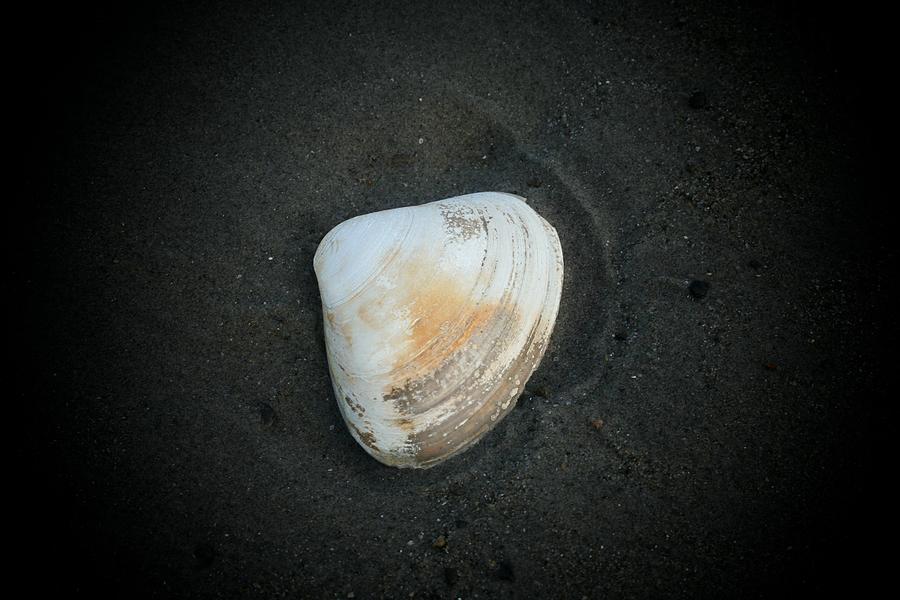 Clam Up Photograph by Barbara S Nickerson