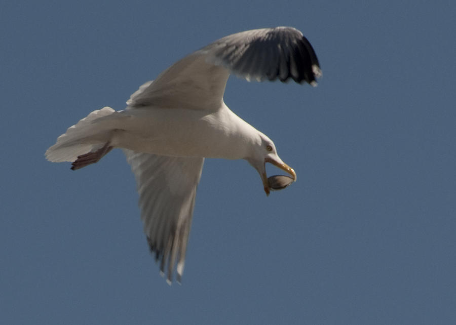 Seagull Photograph - Clams for Dinner by Steven Natanson