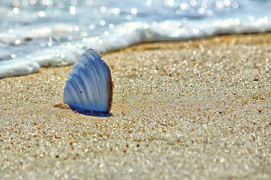 Clamshell in the Waves on Assateague Island by Assateague Pony Photography Clamshell in the Waves on Assateague Island by Assateague Pony Photography