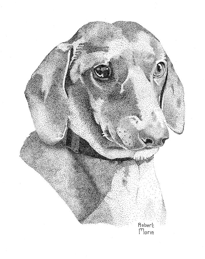 Clancey Drawing by Robert Morin