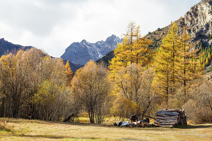 Claree Valley in Autumn - 5 - French Alps Photograph by Paul MAURICE
