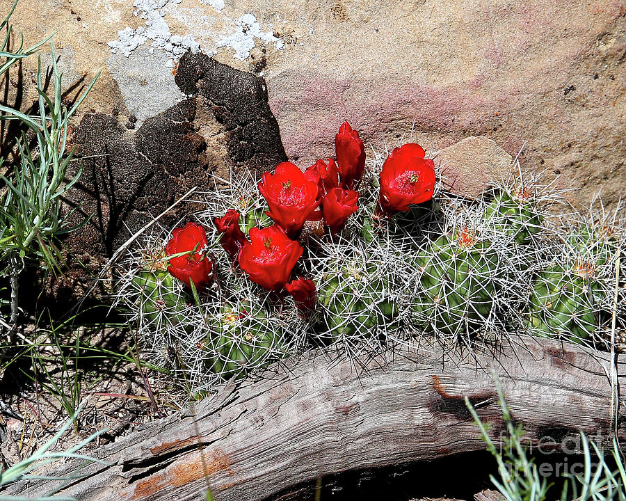 Landscape Photograph - Claret Cup Cactus and Sandstone by Malcolm Howard
