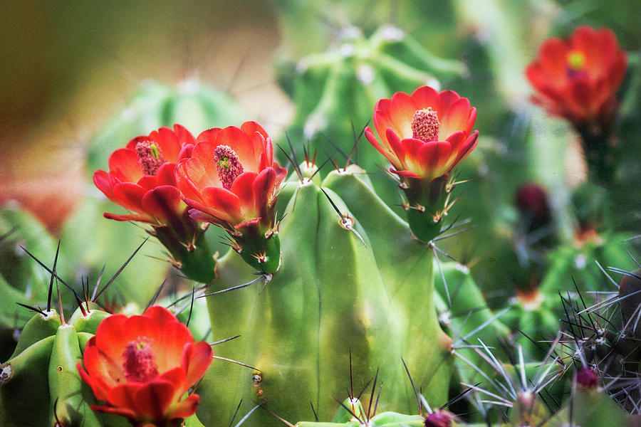 Claret Cup Cactus Blooms  Photograph by Saija Lehtonen