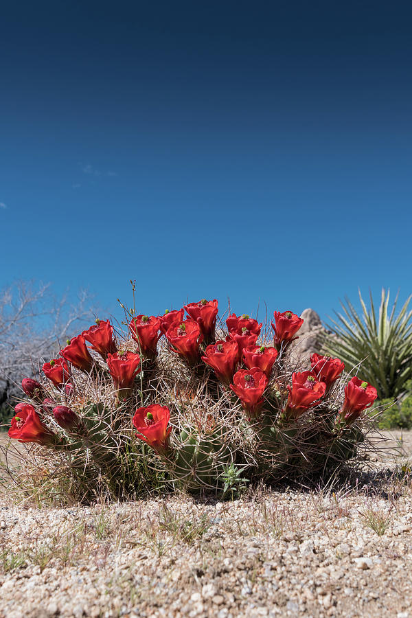 Claret Cup Cactus Flowers on Clear Blue Sky Photograph by Kelly VanDellen