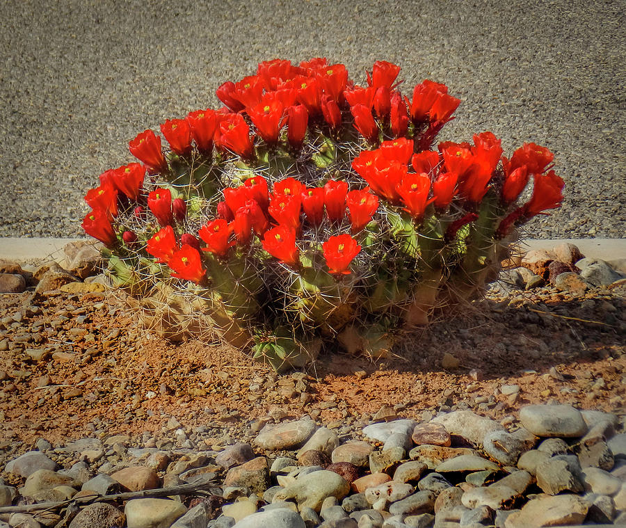 Claret Cup Cactus in Bloom Photograph by Jennifer Stackpole