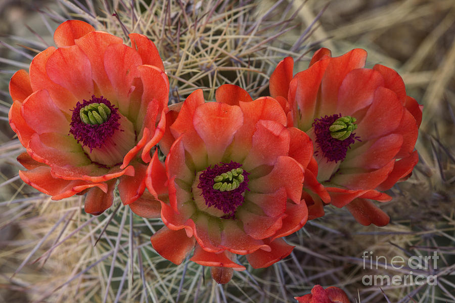 Claret Cup Cactus Photograph by Kenneth M. Highfill