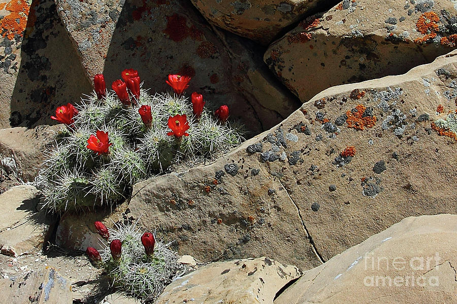 Claret Cup Cactus Nestled in Fractured Sandstone Photograph by Malcolm Howard