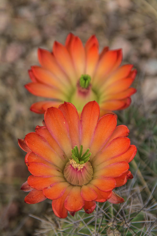 Claret Cup Cactus Photograph by Tam Ryan