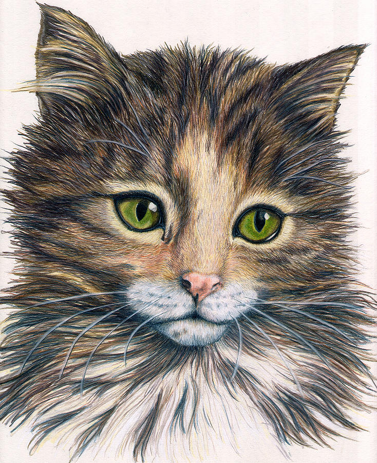 Цветные картинки кошек. Кошка рисунок. Мордочка кота пастелью. Котенок цветными карандашами. Кошка цветными карандашами.