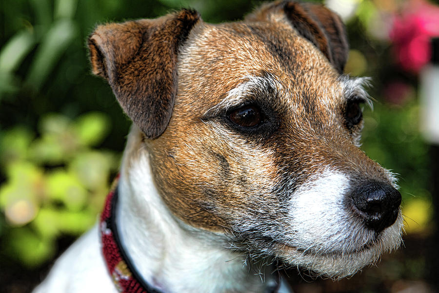 Dog Photograph - Clarified Jack Russell by Susan  Coppola