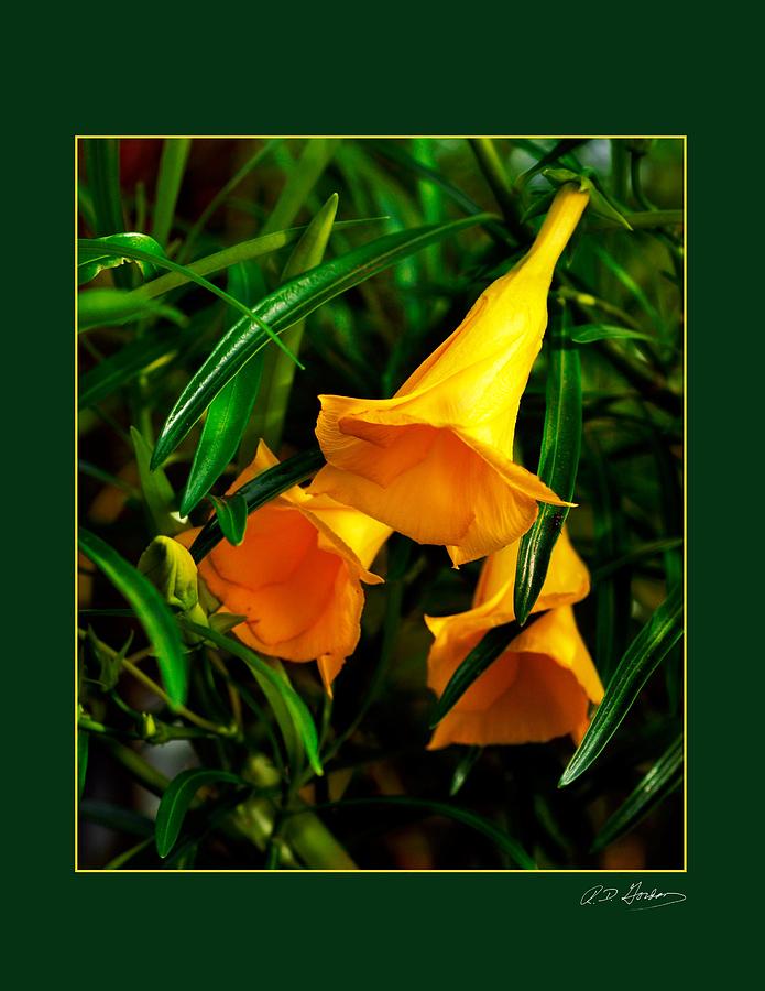 Flower Photograph - Clarion Call by Richard Gordon Flower Photograph - Clarion Call by Richard Gordon