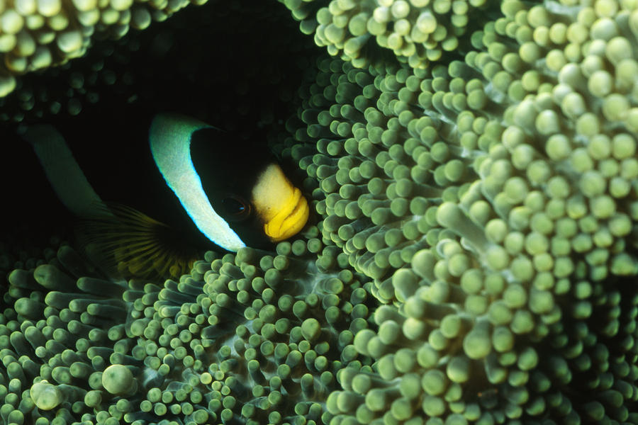 Clarks Anemonefish, Amphiprion Clarkii Photograph by James Forte