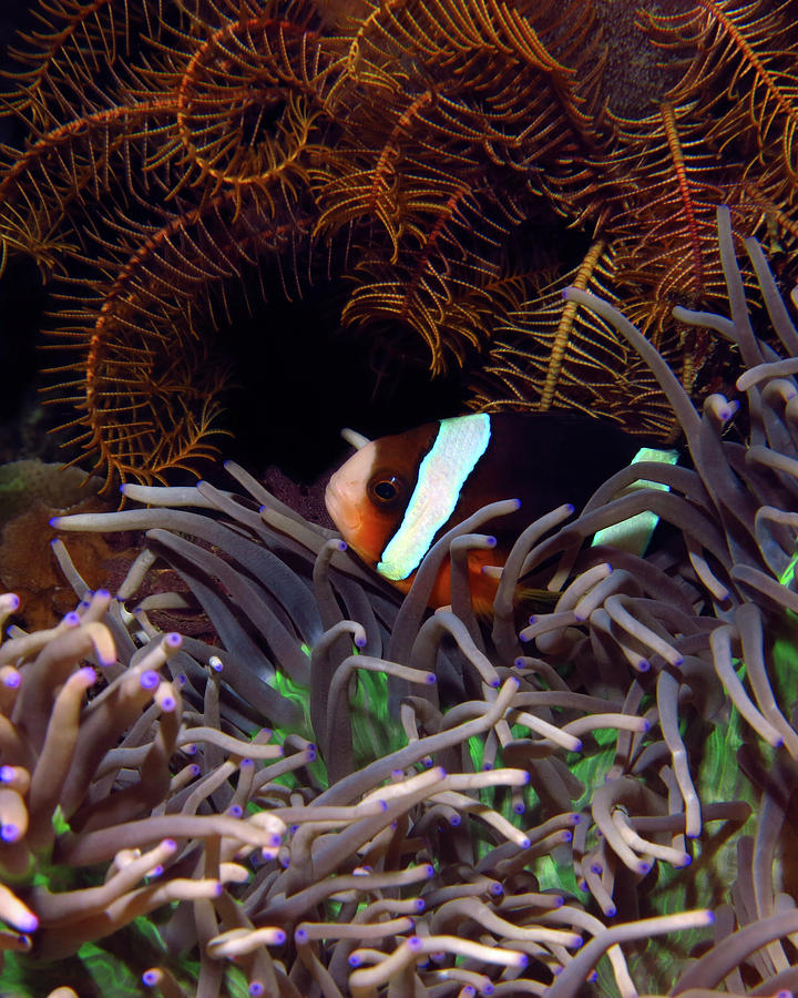 Clarks Anemonefish, Indonesia 2 Photograph by Pauline Walsh Jacobson