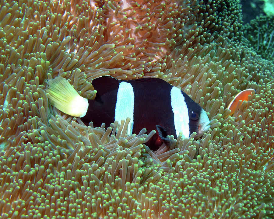 Clarks Anemonefish, Indonesia Photograph by Pauline Walsh Jacobson