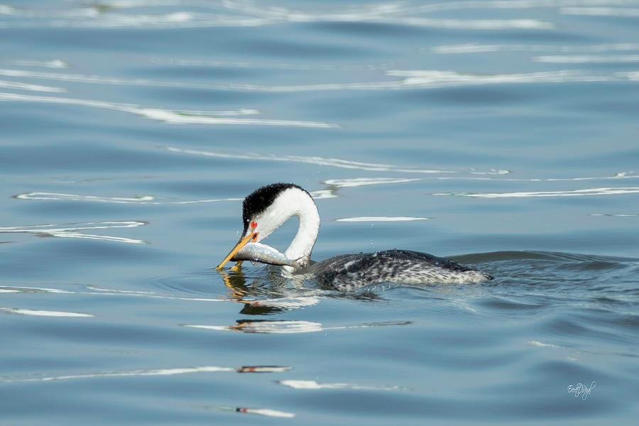 Clarks Grebe Photograph by Everet Regal