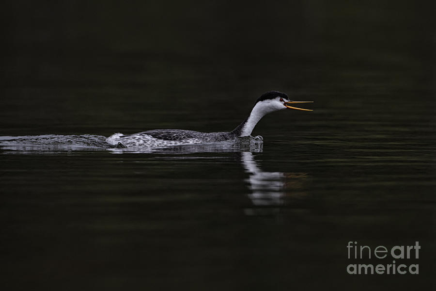 Clarks Grebe in the shadows Photograph by Ruth Jolly