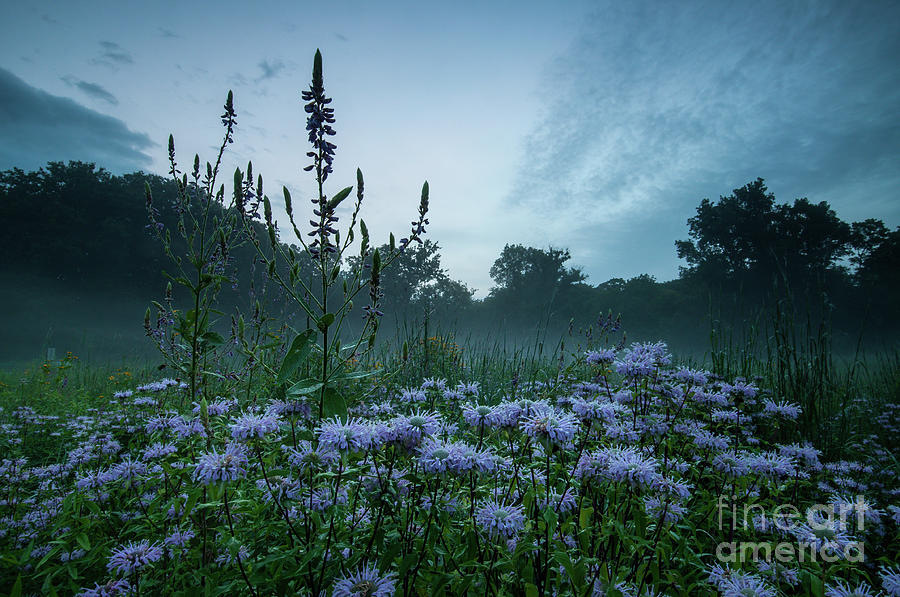 Clarks Meadow - Wildflowers at Twilight Photograph by JG Coleman