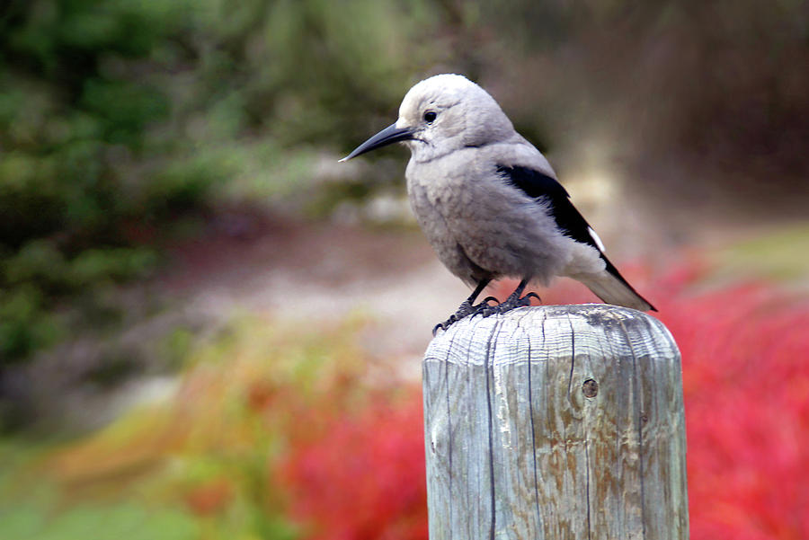 Bird Photograph - Clarks Nutcracker by Debra Orlean