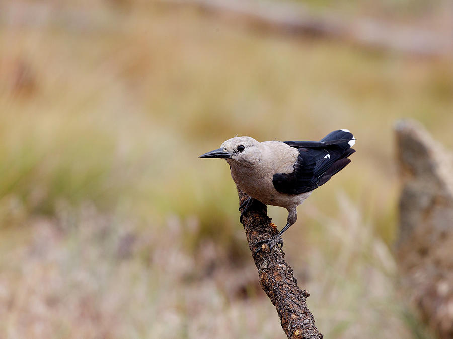 Bird Photograph - Clarks Nutcracker by Doug Lloyd