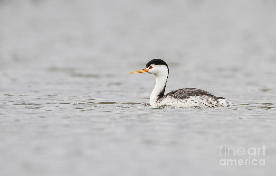 Clarks Grebe on Windy Lake Photograph by Ruth Jolly
