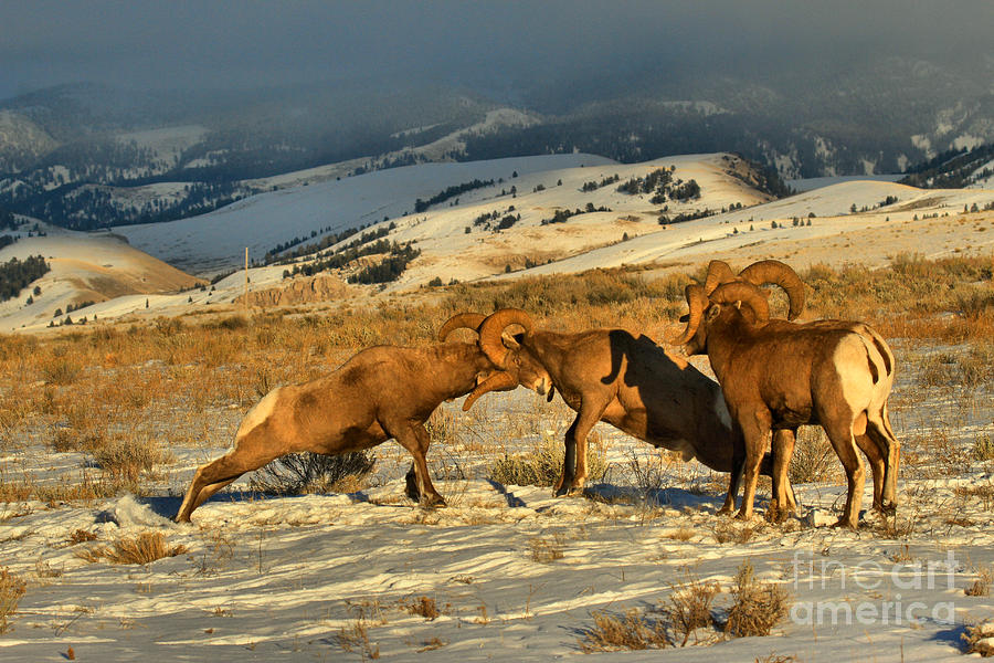 Grand Teton Bighorn Brawlers Photograph by Adam Jewell
