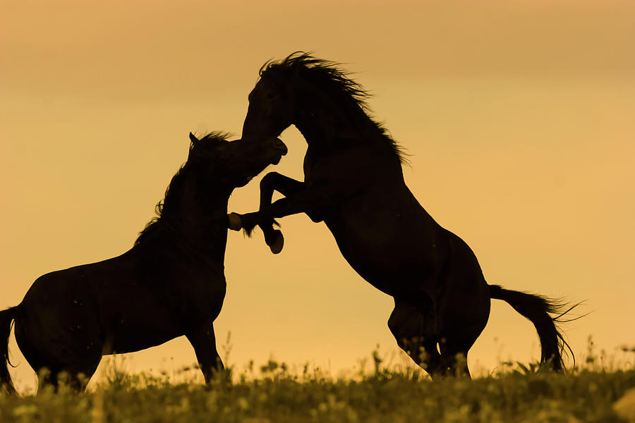 Clash of Titans Wild Stallions Photograph by Mark Miller