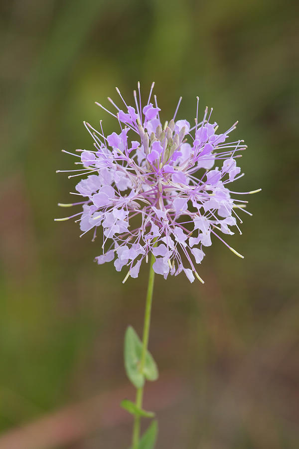 Clasping Warea Flowers Photograph