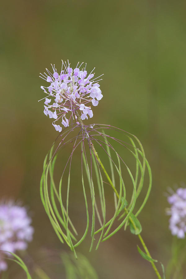 Clasping Warea Photograph