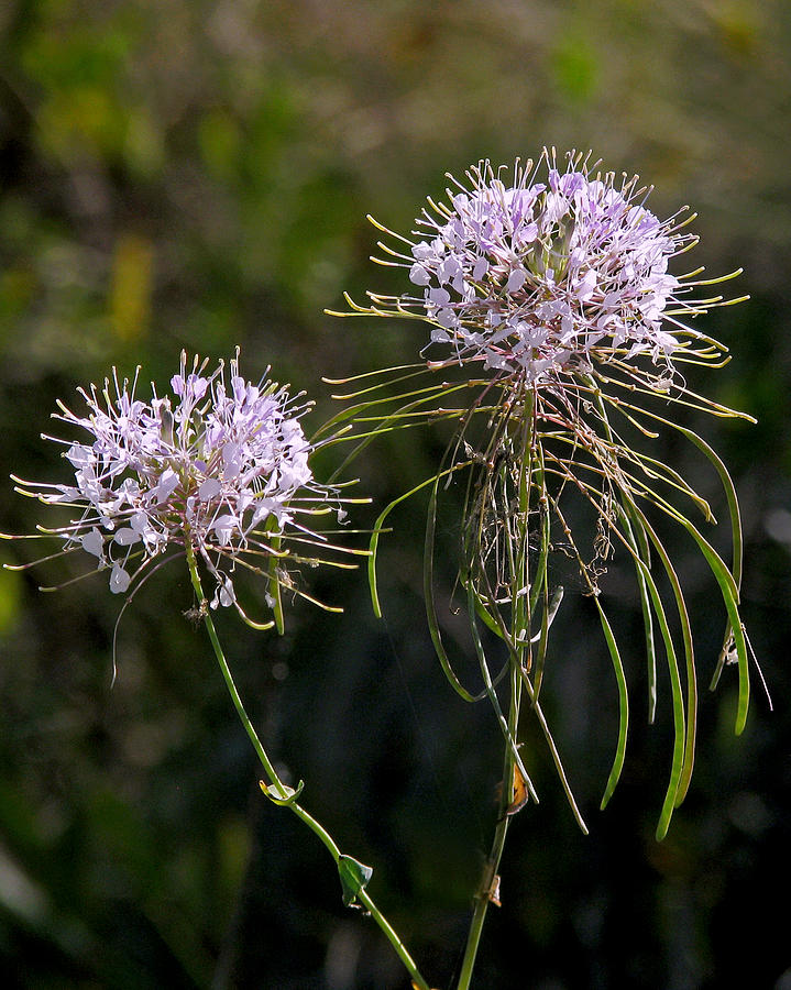 Clasping Warea Photograph by Peggy Urban