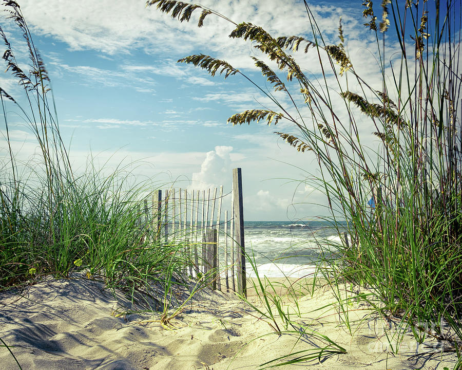 To The Beach Sea Oats Photograph By Mike Koenig Fine Art America