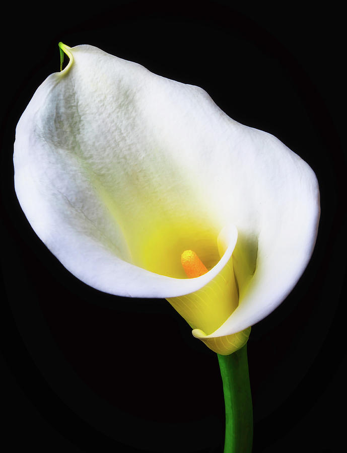 Classic Calla Lily Photograph by Garry Gay